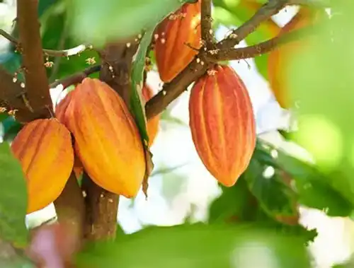 Why Choose ISO-Certified Cocoa Seed Extract Suppliers?